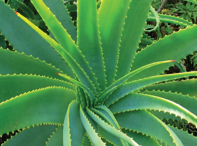 Aloe vera — antiinflamatorio natural