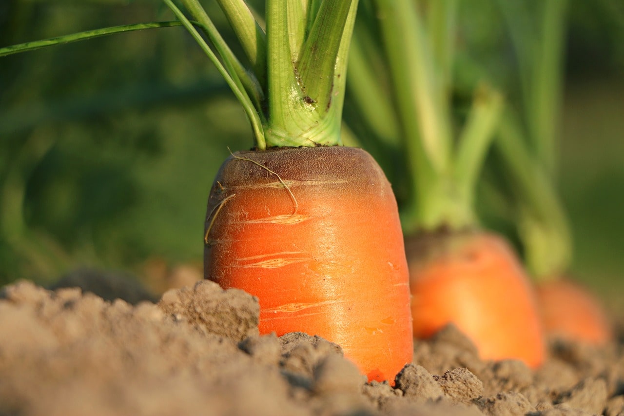 Zanahoria — betacaroteno y antioxidantes